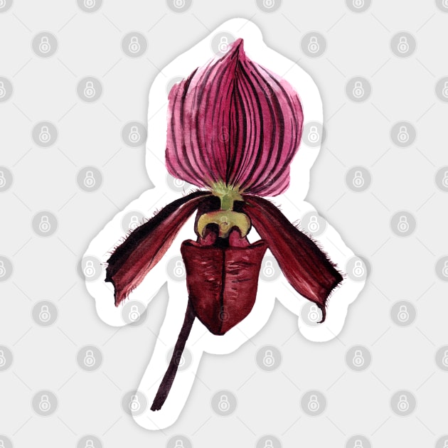 Slipper Orchid Sticker by artofsuff